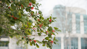 A close up of a holly tree during winter with AOK Library in the background.